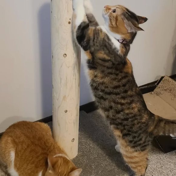 New 36" tall cedar scratch post with 18" square carpeted base for cats - Picture 1 of 8